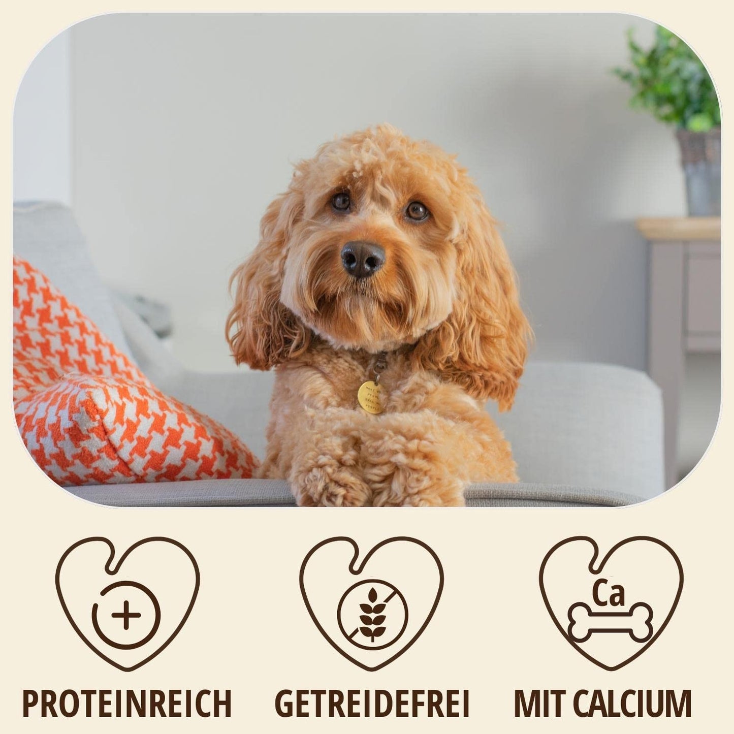 PetLove Hartkäse für Hunde • 100% natürlicher Kauknochen aus Käse • Kaukäse Hund • Kauspaß & Zahnpflege • Ideal für unterwegs • 6er Pack • Größe S: 30-50g